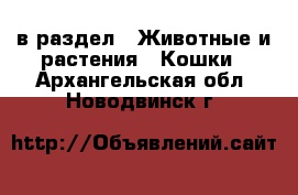  в раздел : Животные и растения » Кошки . Архангельская обл.,Новодвинск г.